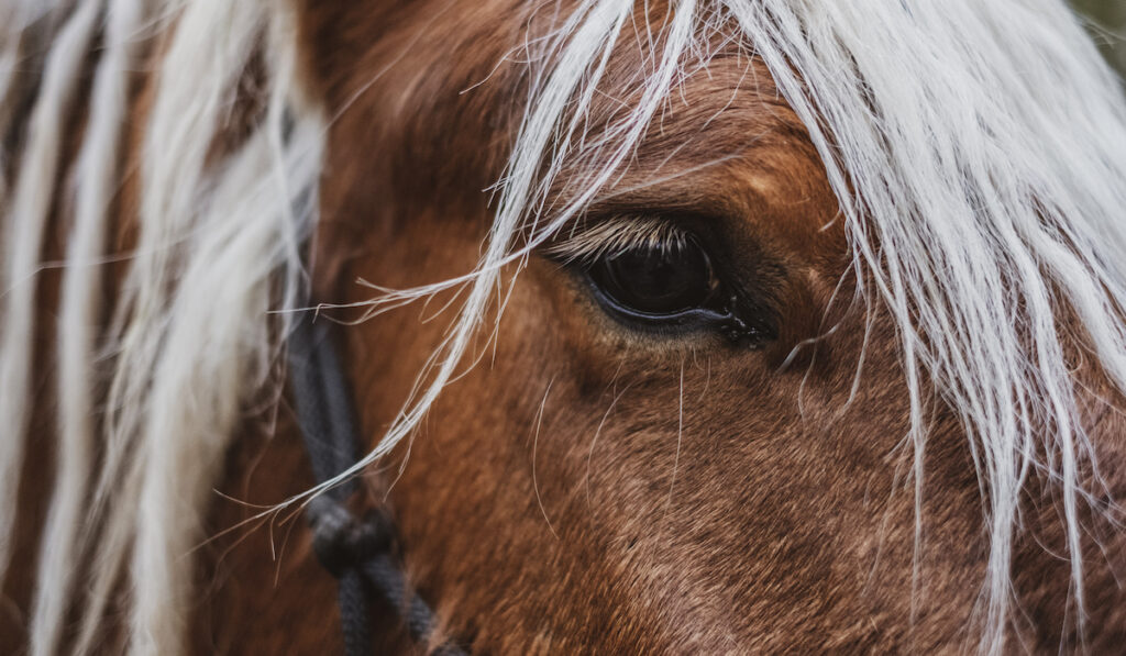 closeup of a brown horse