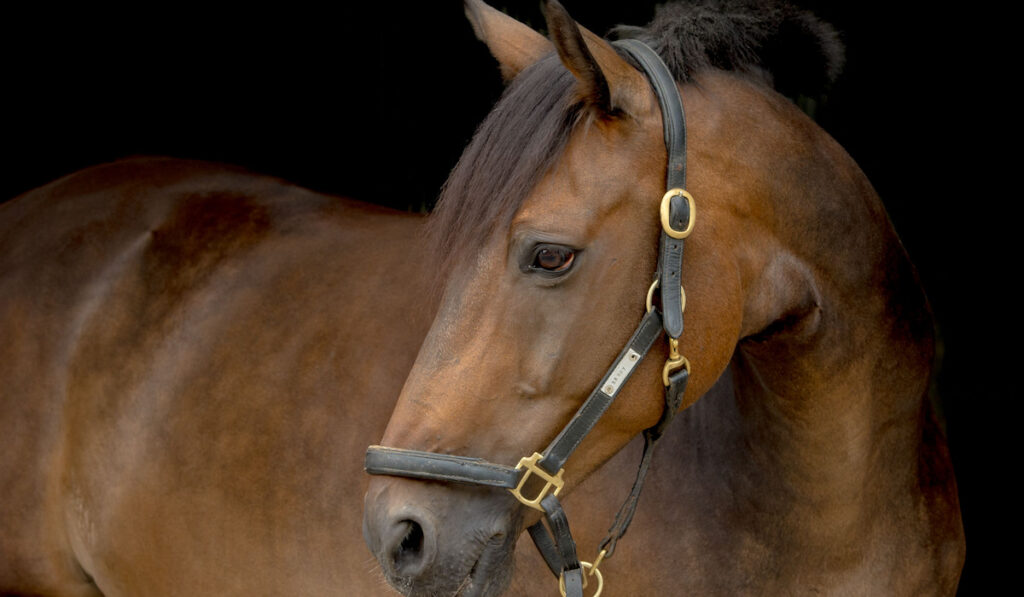 closeup of a dutch warmblood