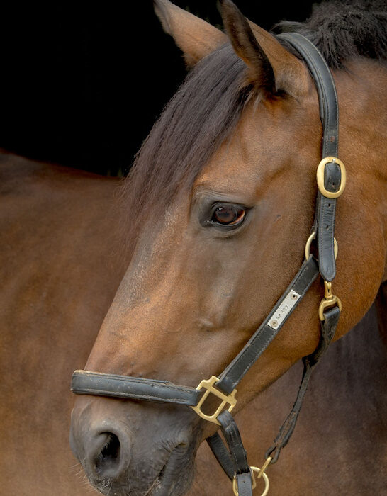 closeup of a dutch warmblood