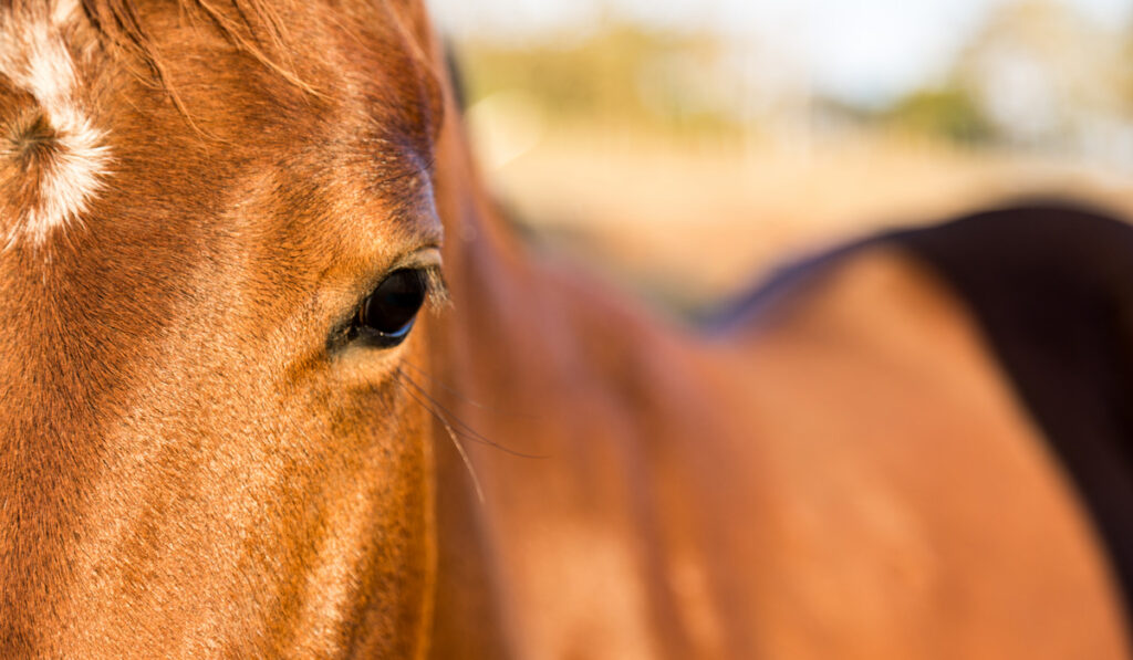 closeup of an american quarter horse