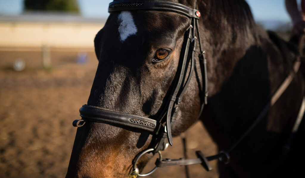 closeup of a black horse