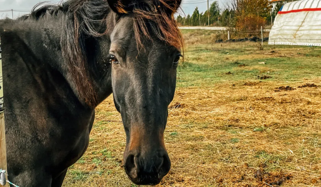 closeup of thoroughbred horse on the farm 