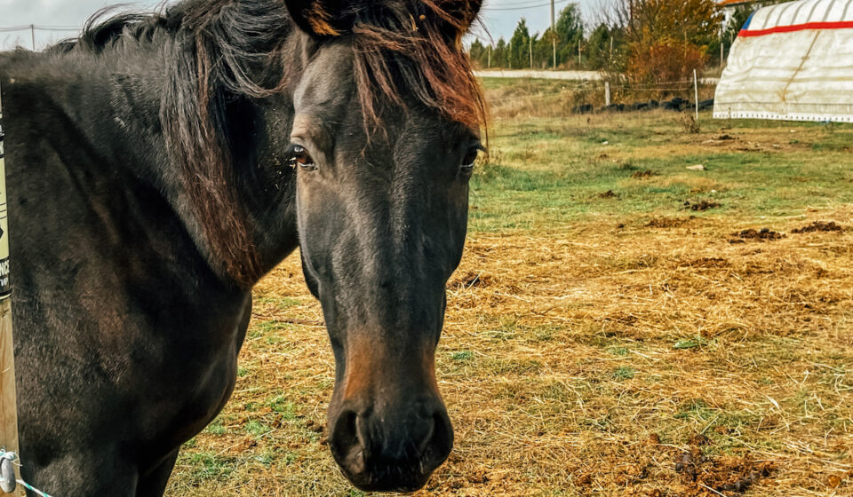 13 Breeds Where You Can Find All Black Horses Helpful Horse Hints