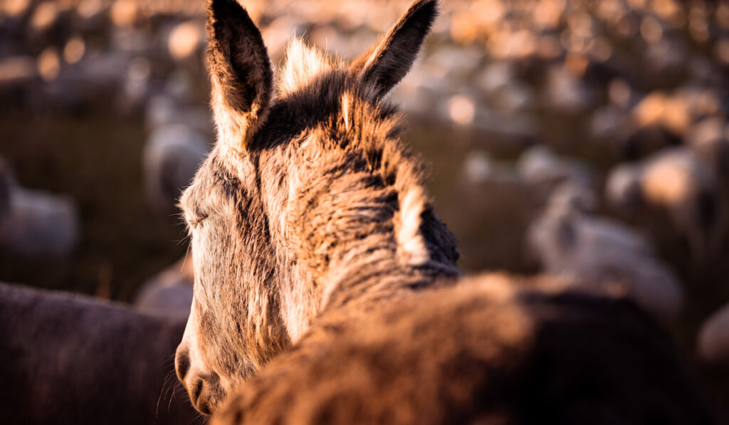 closeup photo of a donkeys back