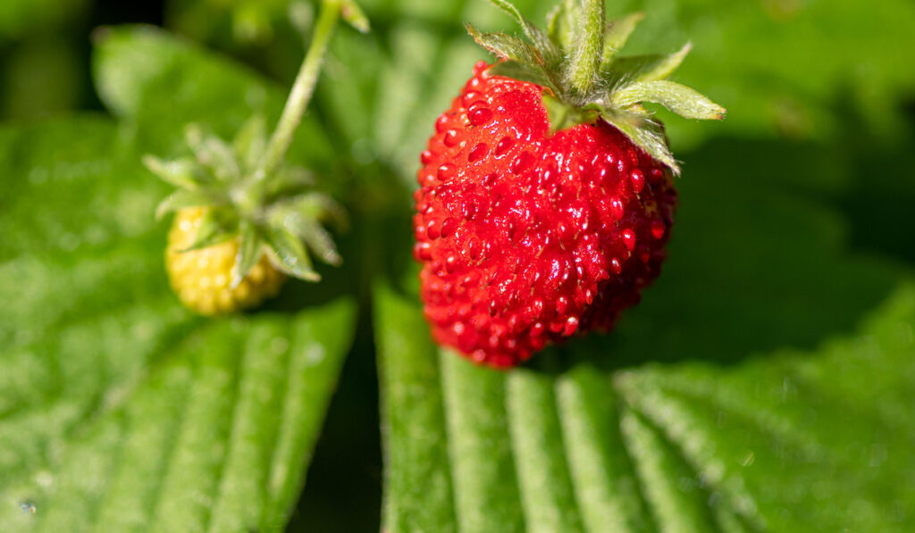 closeup photo of a wild strawberry