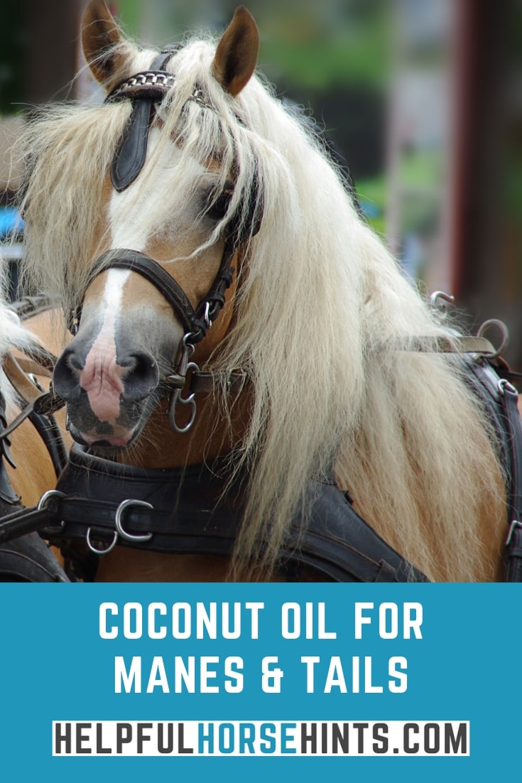 Benefits of Coconut Oil for Your Horse's Mane and Tail Helpful Horse