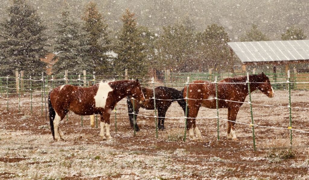 cold horses in a snow storm