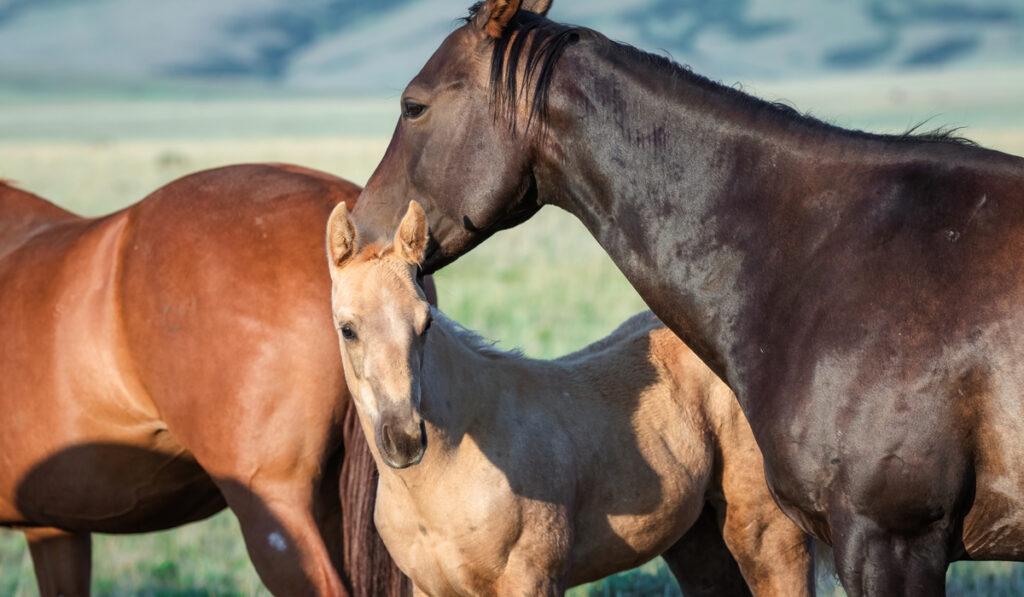 colorful herd of american quarter horses mares