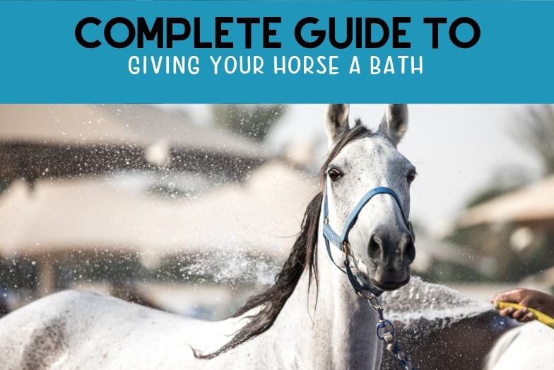 Complete Guide to Giving Your Horse A Bath Helpful Horse Hints