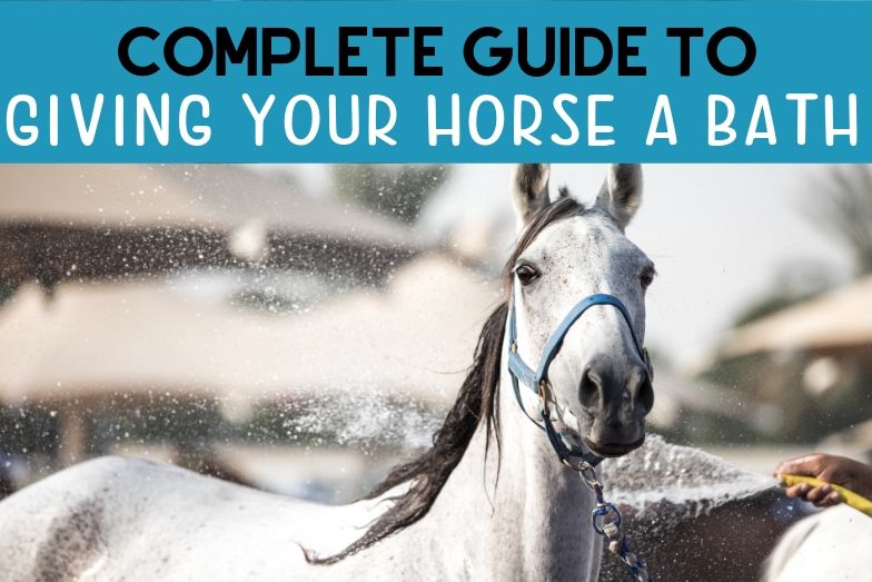 Grooming Archives Helpful Horse Hints