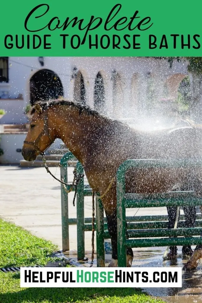 Pinterest pin - horse getting a bath