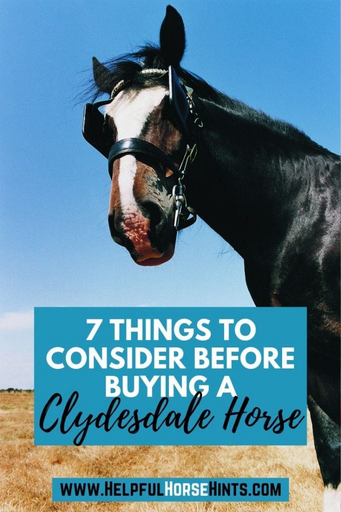 pinterest pin - 7 things to consider before buying a Clydesdale horse