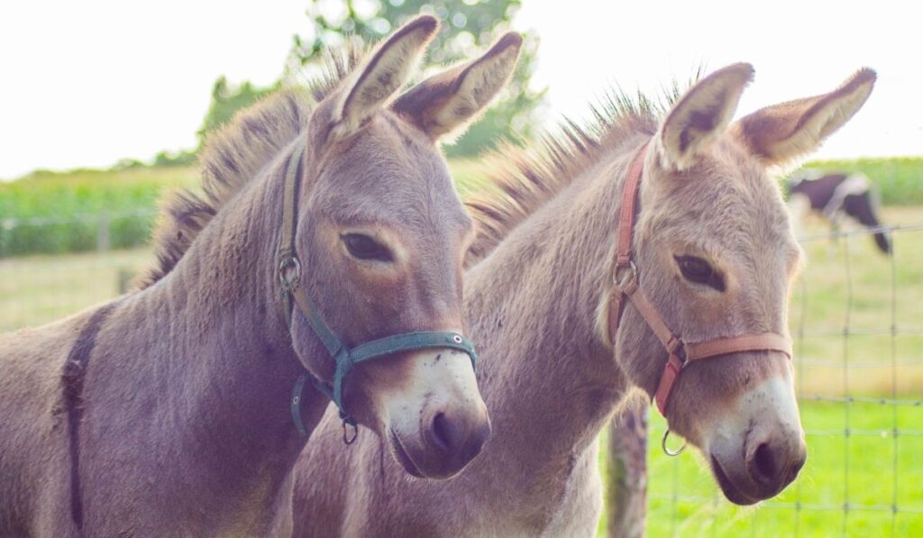 couple of donkey