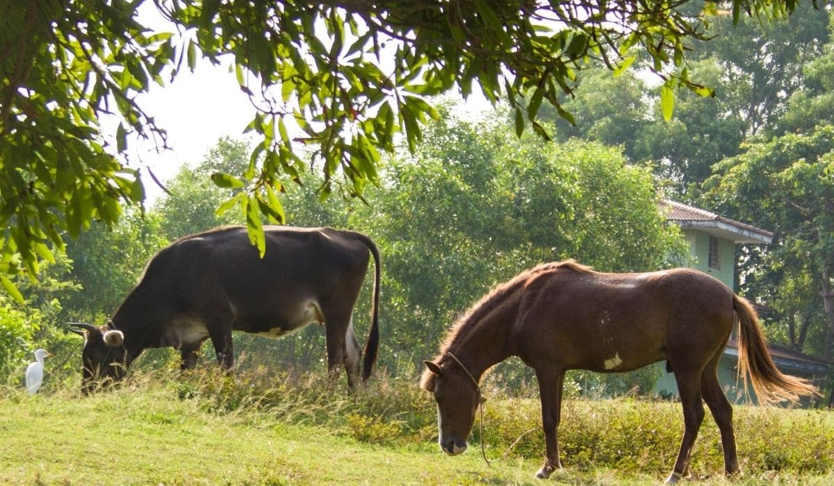cow and horse eating in the field