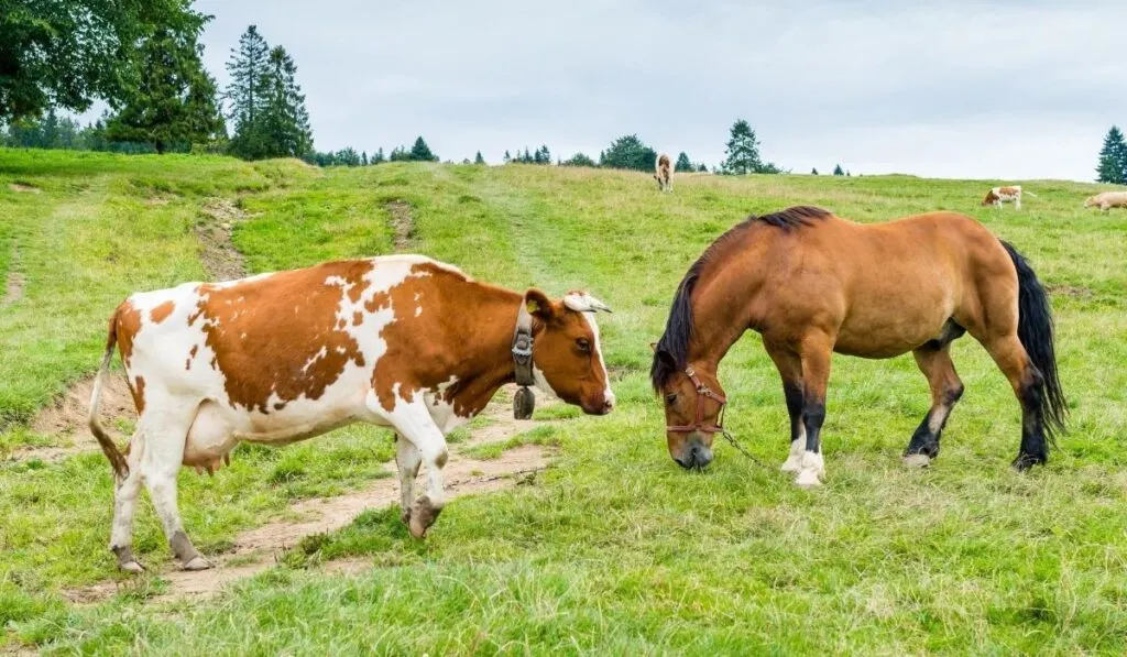 Cow vs. Horse - Helpful Horse Hints
