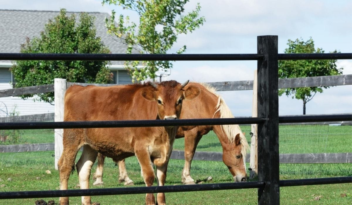 Cow and horse on a farm