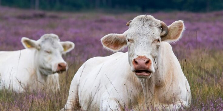 Are Horses Ruminants? No, But They Do Have Interesting Digestion ...