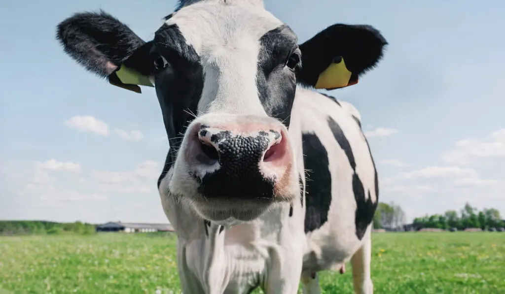 cow