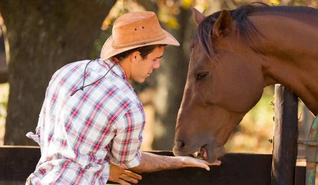 cowboy feeding a horse out of hand
