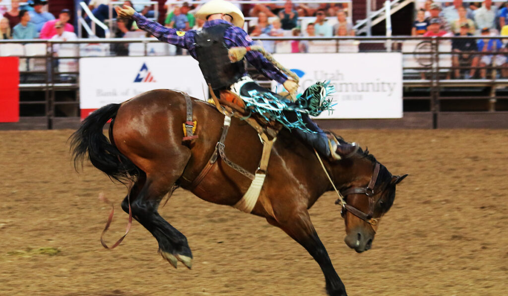 cowboy hangs on for a wild ride at the bucking bronco rodeo event 