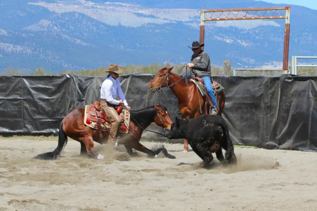 cowboys riding on a horse on a cutting event