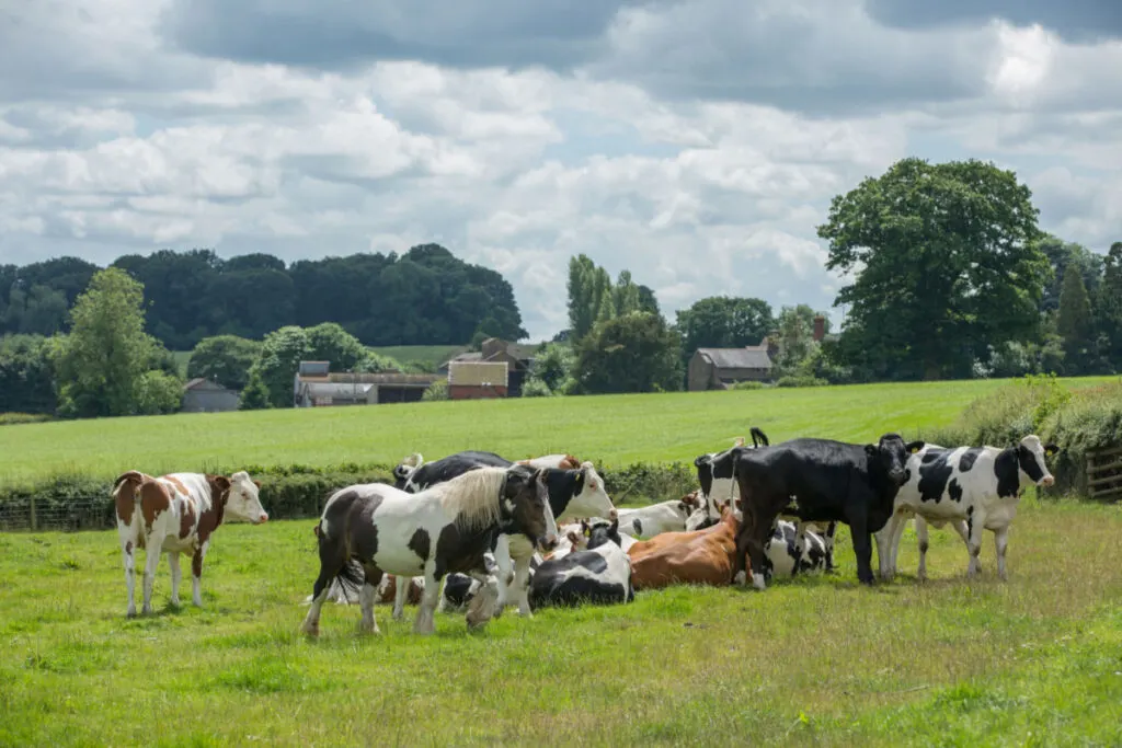 cows and horses grazing in the same field