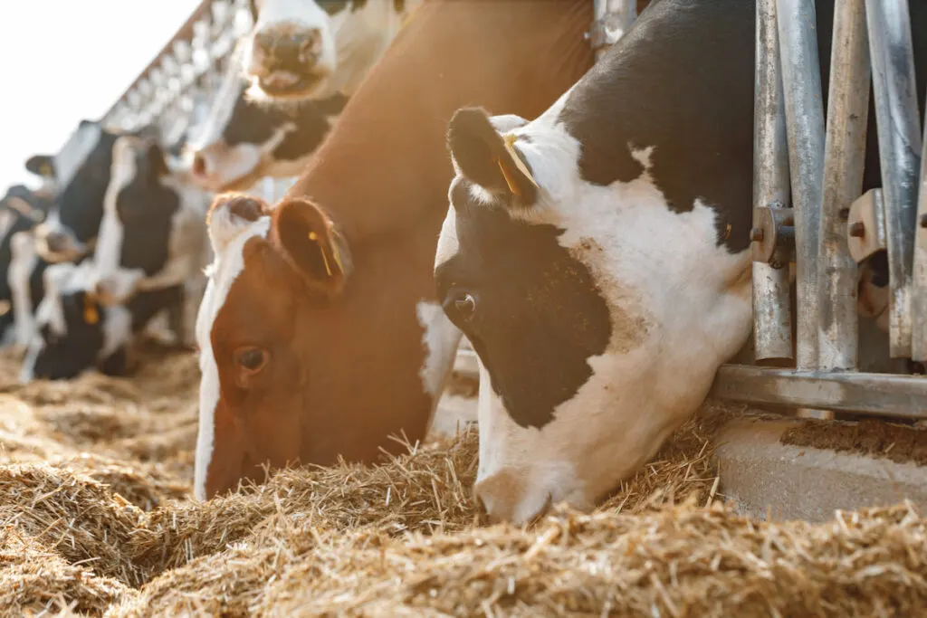 cows standing in a stall eating hay