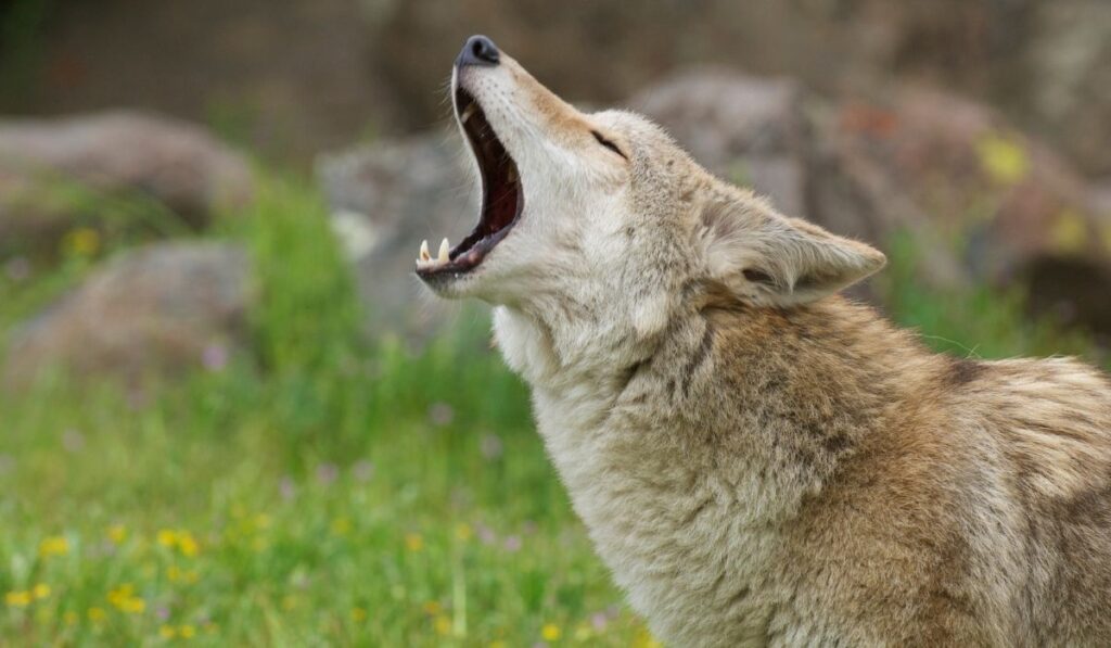 coyote with a mouth open howling