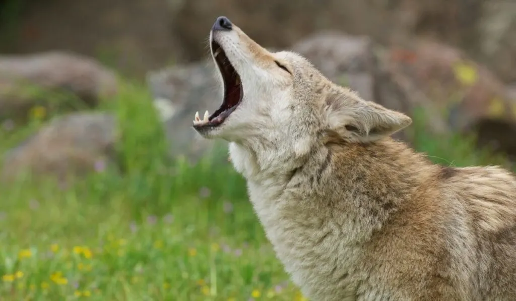coyote with a mouth open howling