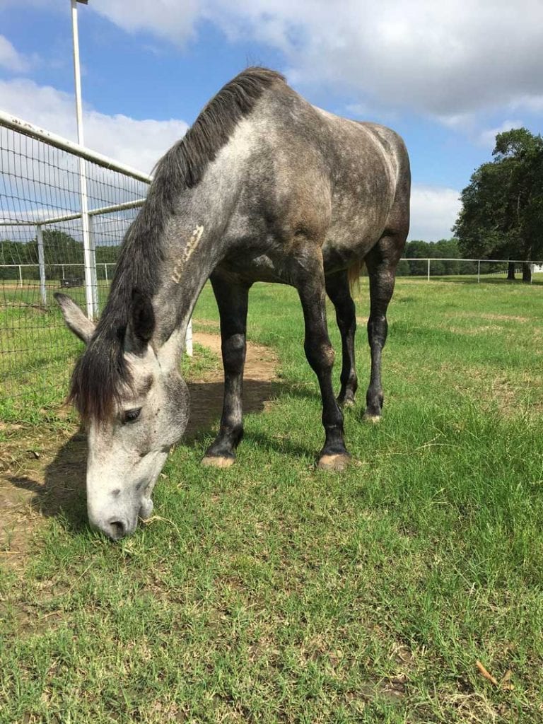 Gray Mustang Mare eating grass near tall metal wire fence