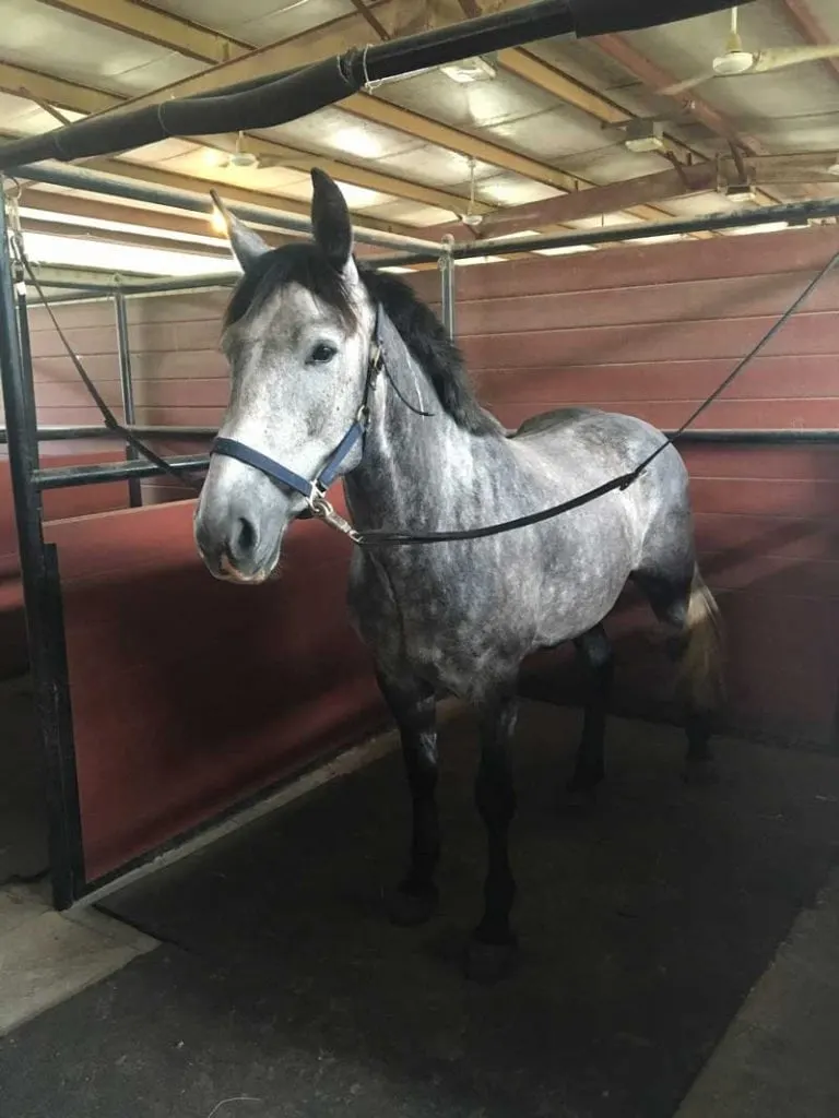 Gray Mustang Mare in stable