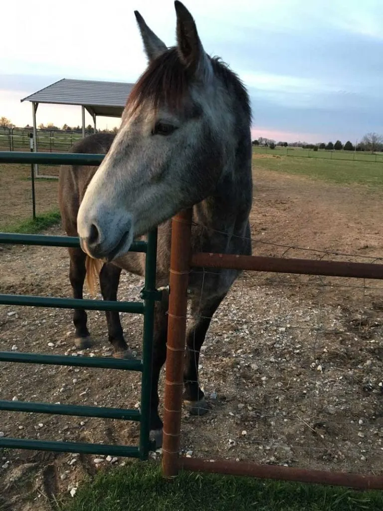 Gray mustang mare checking out its head in metal fence on the farm