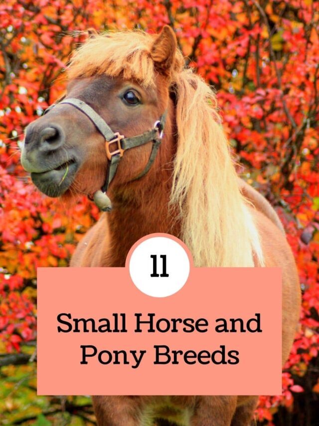 11 Small Horse And Pony Breeds