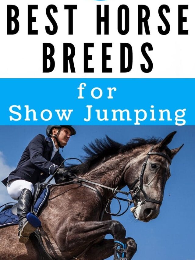 Best 11 Horse Breeds for Show Jumping Helpful Horse Hints