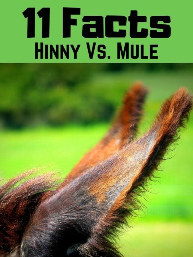 Hinny vs. Mule: 11 Facts You Need to Know