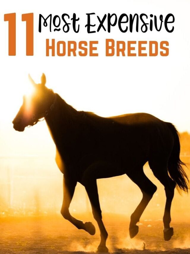 11 Most Expensive Horse Breeds