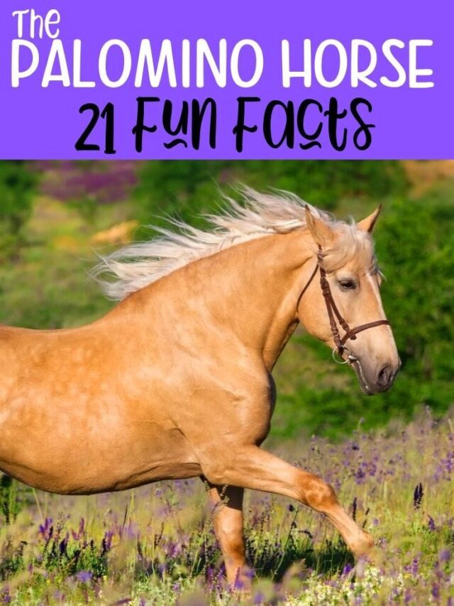 21 Palomino Horse Facts with Tons of Pictures!