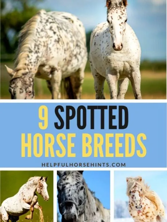 cropped-9-spotted-horse-breeds-2.jpg