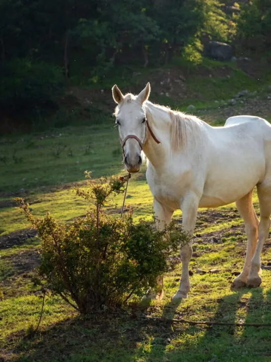 A Camarillo White horse grazing in the field - EE240322