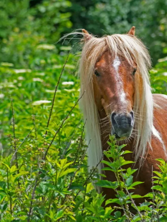A beautiful Shetland pony standing in tall grasses