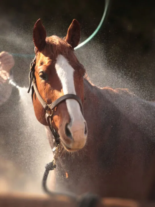 A brown horse enjoying the water shower - SS240302