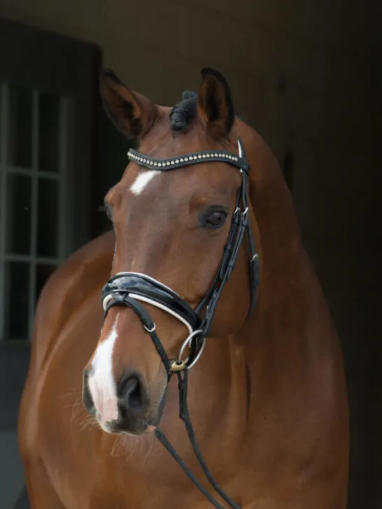 A brown horse wearing snaffle inside the stable - SS240224