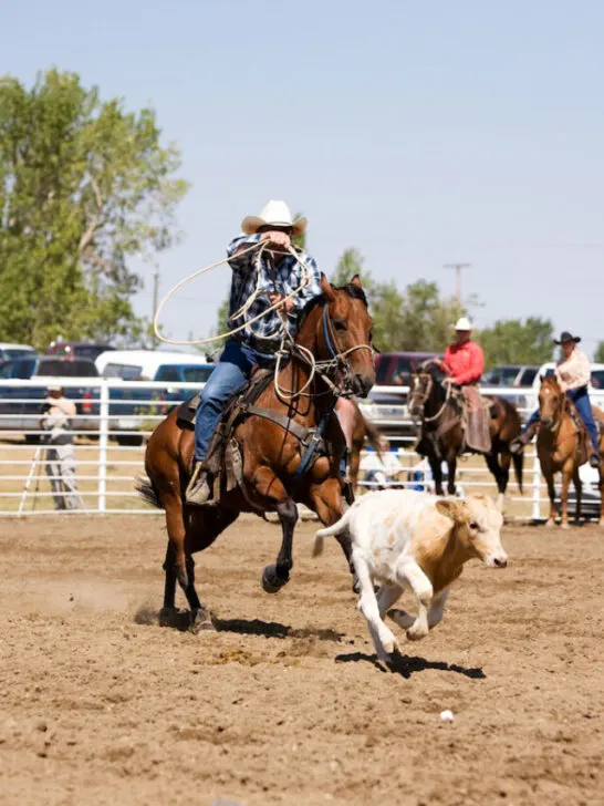 A calf roping image for a local rodeo - ss240210