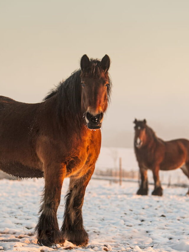 Do Horses Get Cold? How to Know When to Blanket Helpful Horse Hints