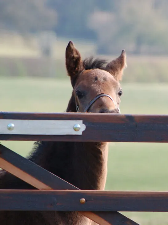 A head photograph of a single foal reaching to look over a gate - ss240224
