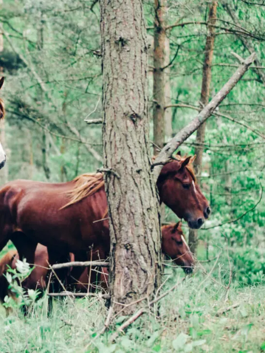 A herd of brown horses walking in the green forest. Wild horses. Nature and animals. - ee220823