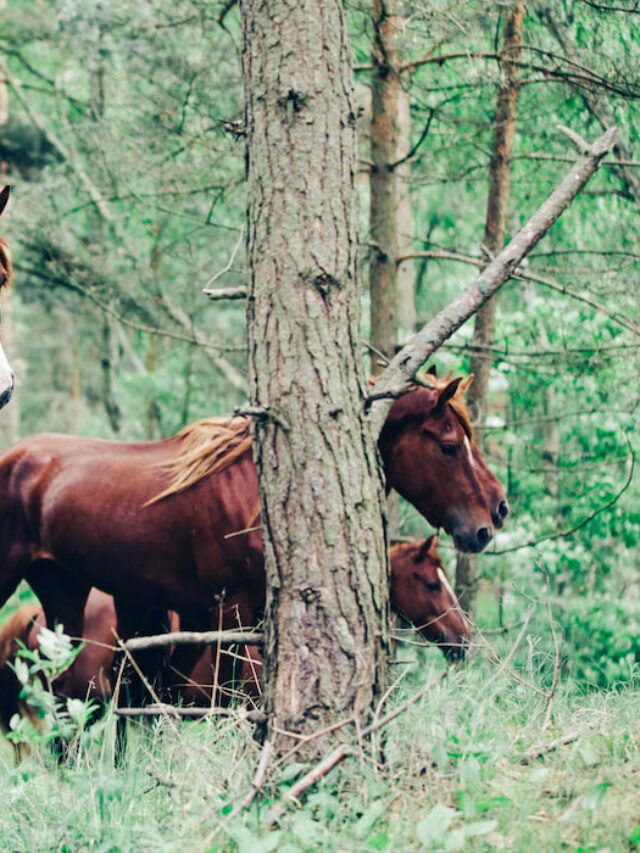 Horse Predators – A Look at What Eats Horses in the Wild