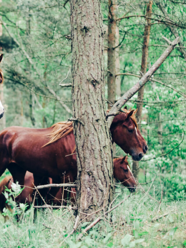 Horse Predators A Look at What Eats Horses in the Wild Helpful