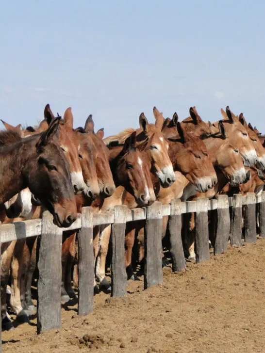 A horse among mules - ss240322
