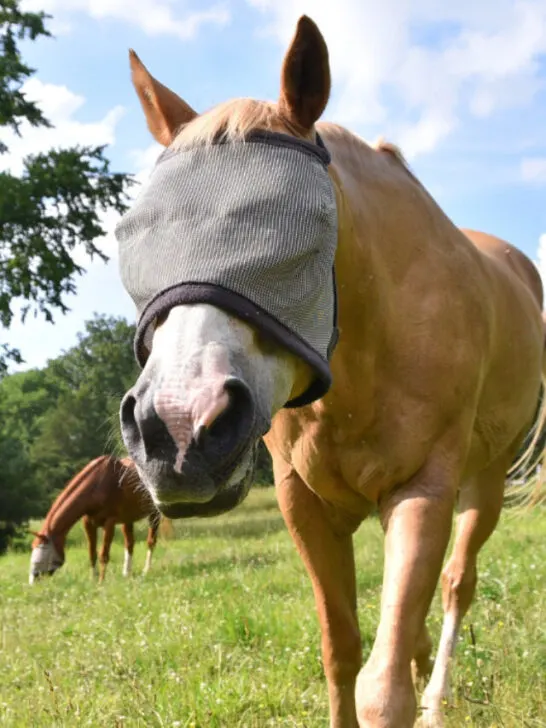 A palomino horse wearing a fly mask - ss231005